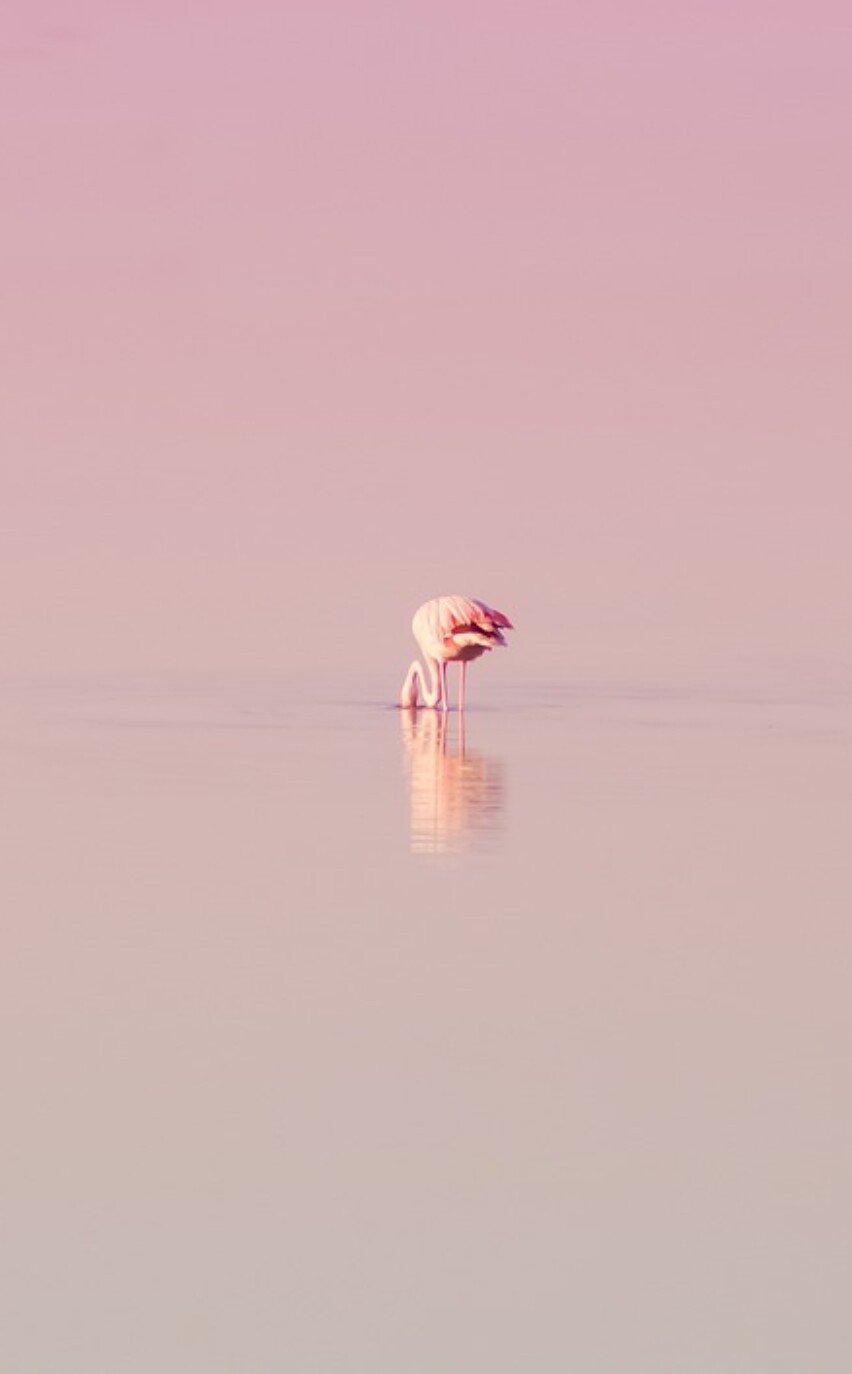 Flamingo im Chiemsee